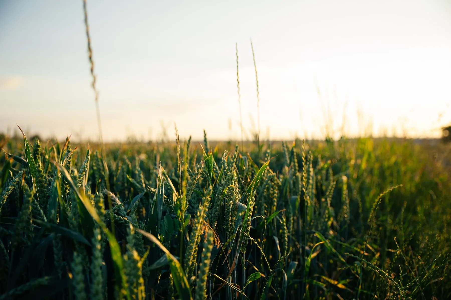 Rows of green crops in a cultivated field